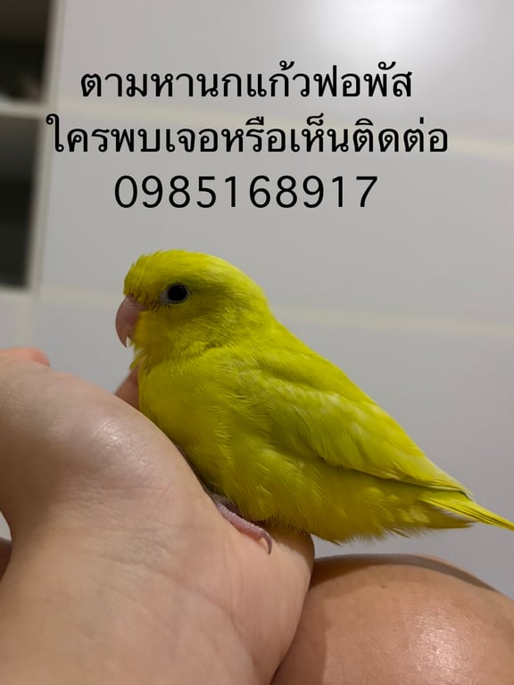 เก๊กฮวย