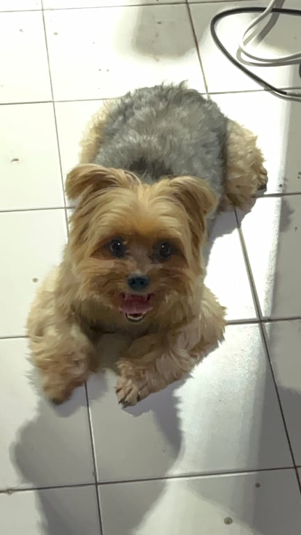 อุ๋งกี้