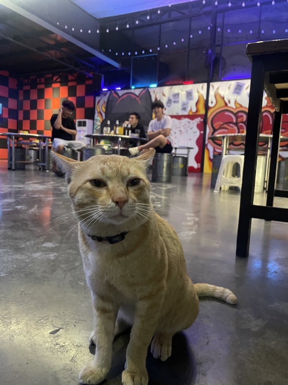 ตามหาเจ้าของแมว สีส้ม โครงใหญ่ ใจดี ขี้อ้อน ถ้านั่งพื้นเขาตะมานั่งบนตัก