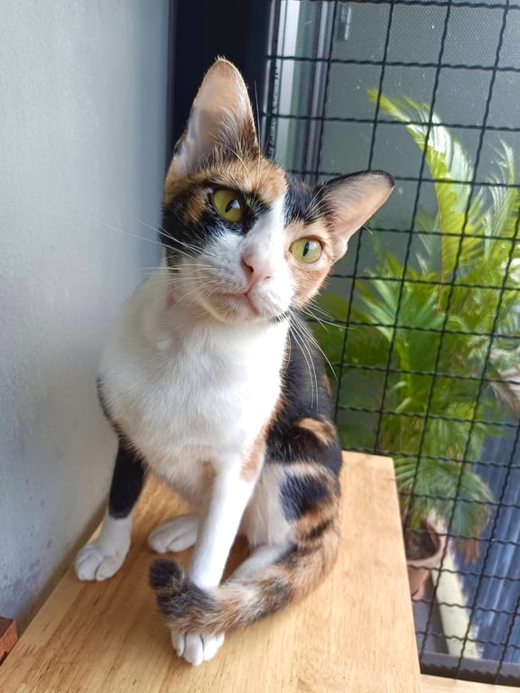 ตามหาเจ้าของแมว เบลล่า แมวสามสี อายุ 1 ขวบ นิสัยดีเรียบร้อย ชอบใกล้ ถ้าสนิทน้องจะชอบมาให้ลูปตัว ชอบร้องเรียกเมียวๆ 
ผลเลือดปกติ ปลอดเอดส์/ลูคีเมีย/หัด/โคโรน่า ทำหมันแล้วค่ะ วัคซีนครบ
พิกัดซอยวัดลาดปลาเค้า กทม.
สนใจสกรีนบ้านโทร 064-1496935 (เบอร์นี้ไม่ใช้ line) หรือ line id : noolooloo