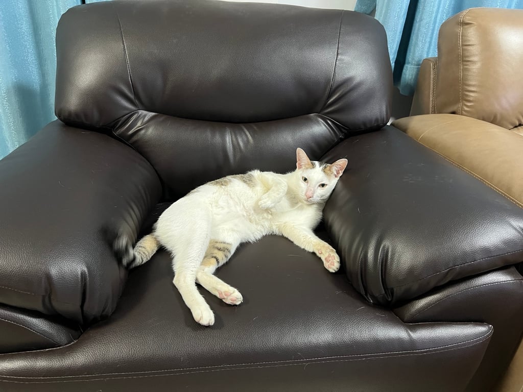 หมิว