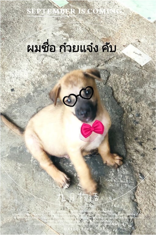 คลินิกรักษาสัตว์หาดใหญ่