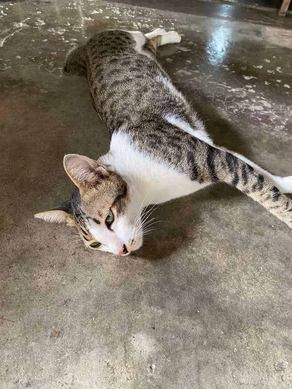 อั่งเปา