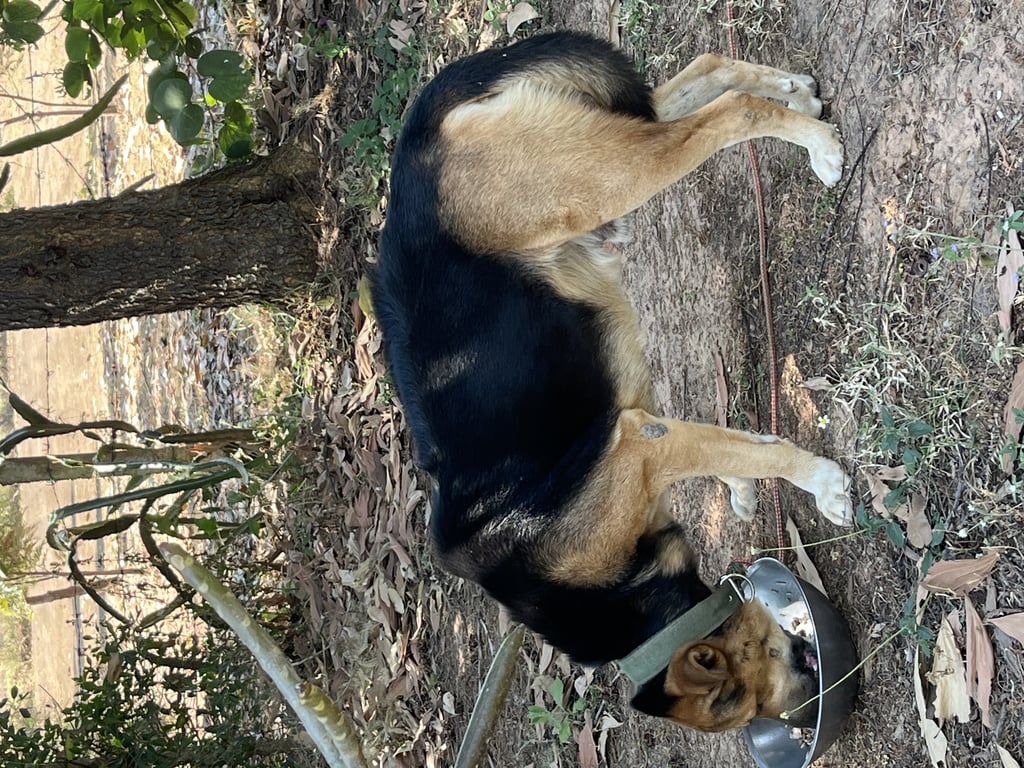 ตามหาเจ้าของหมา 