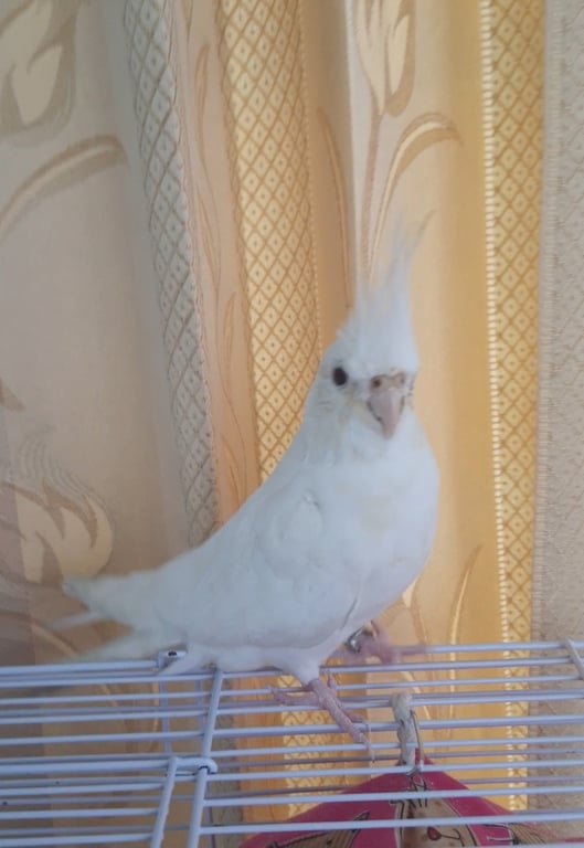 สโนว์