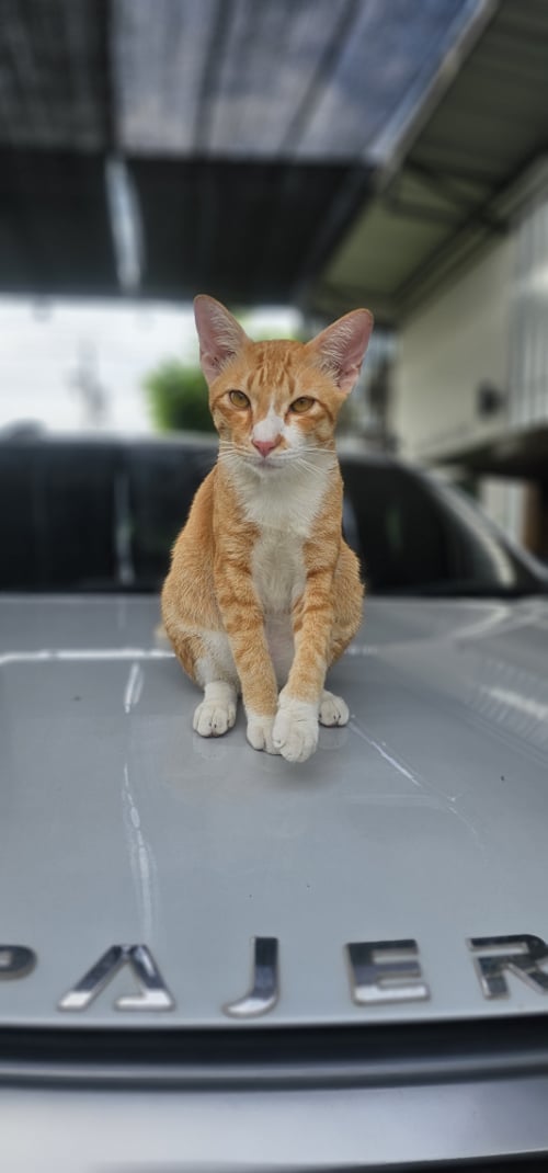 เฮงเฮง