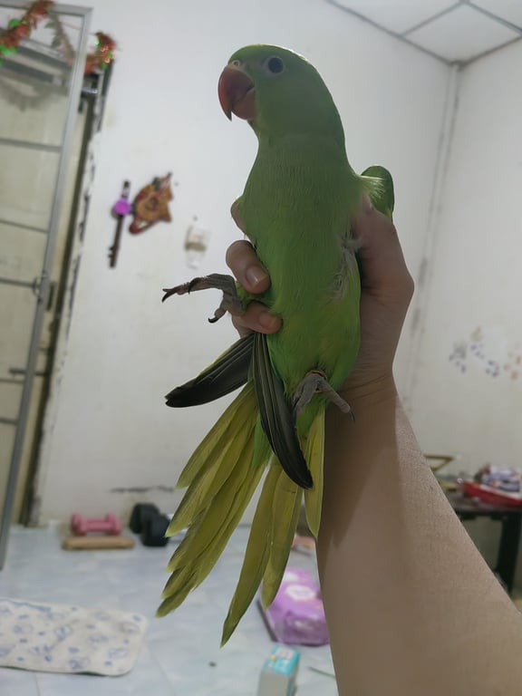 ซีฮัน