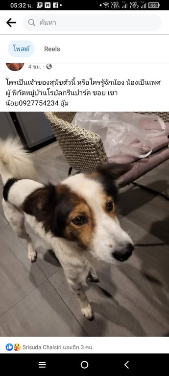 ตามหาเจ้าของหมา ใครเป็นเจ้าของสุนัขตัวนี้ น้องเป็นบางแก้วผสมน้องเป็นเพศผู้ น้องเข้ามาในบ้าน พิกัดหมู่บ้านโรยัลกรีนปาร์ค ซอย เขาน้อย0927754234 อุ้ม พัทยากลาง ชลบุรี
