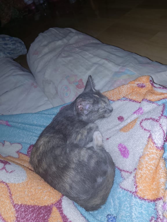 ลูน่า