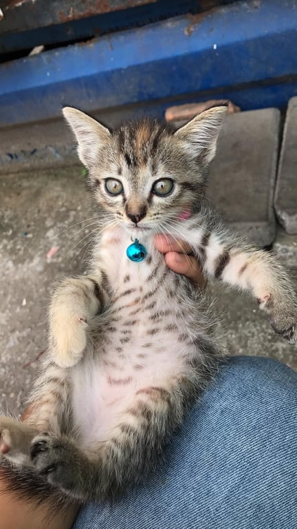 ป๊อปชีส