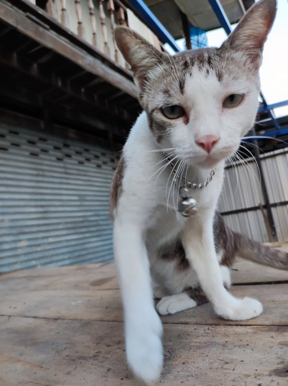 หมีอ้วน