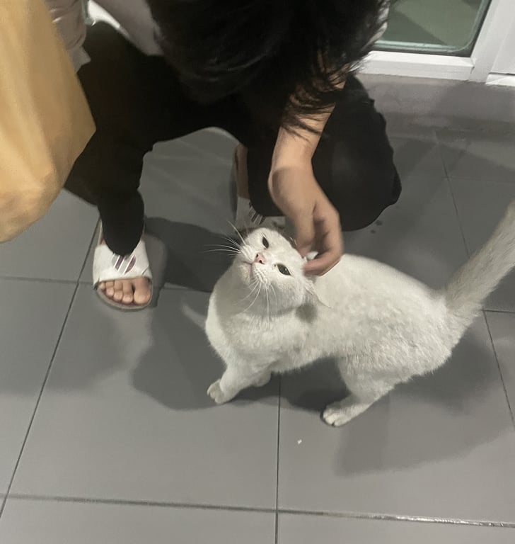 ตามหาเจ้าของแมว 