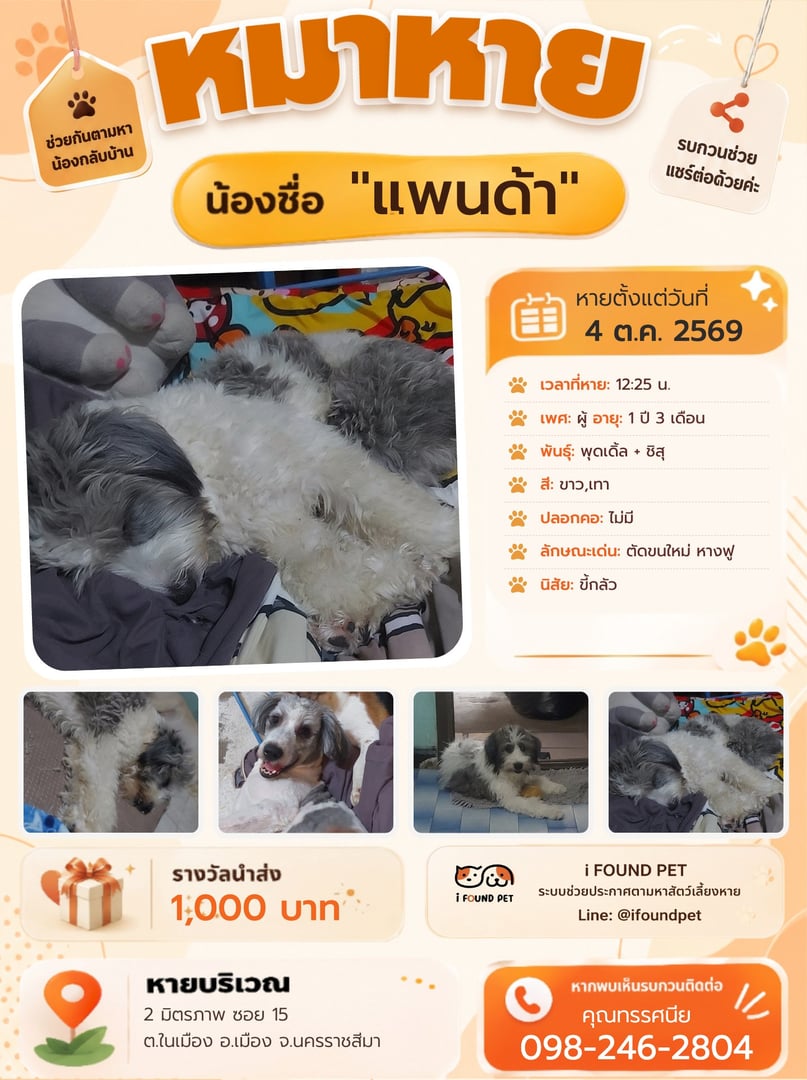 แพนด้า