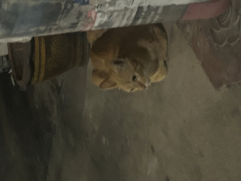 ตามหาเจ้าของแมว ตื่นคน