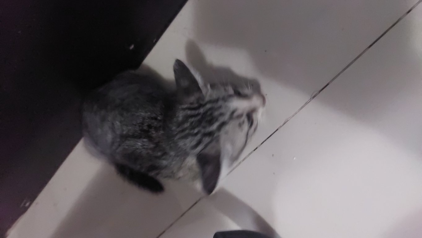 ตามหาเจ้าของแมว 