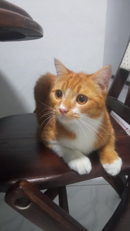 ตามหาเจ้าของแมว วงศ์สว่าง19 ซอย6 หมู่บ้านจงสุข พบออกจากพุ่มไม้แถวหมู่บ้าน เป็นมิตร ไม่กลัวรถ เดินตามกลับบ้าน