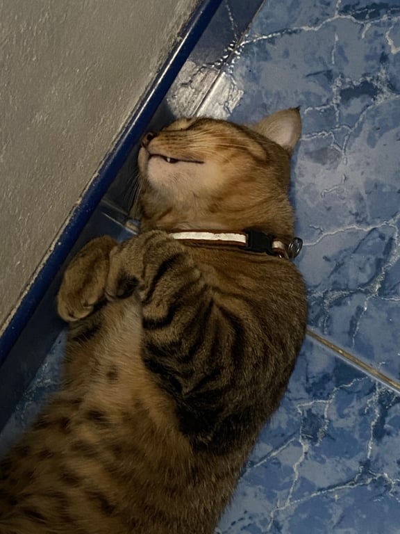 โกโก้