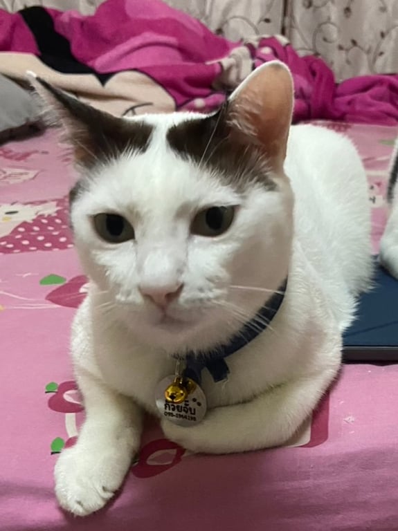 ก๋วยจั๊บ