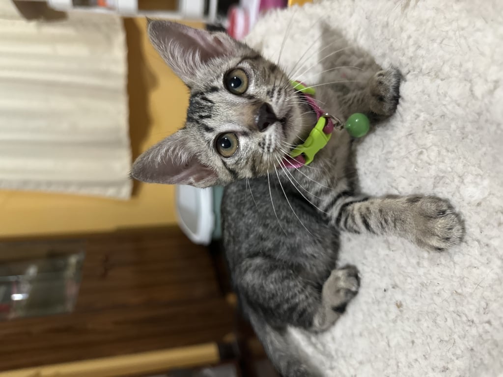 ตามหาเจ้าของแมว เพศเมีย
อายุ 2-3 เดือน
เข้ากระบะทรายเป็น
ทานอาหารเม็ดเปียก ปกติคะ