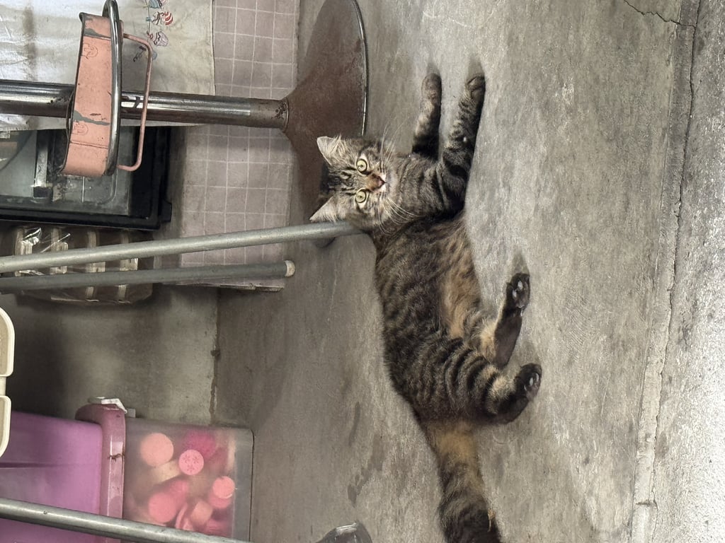 ตามหาเจ้าของแมว ขนฟู