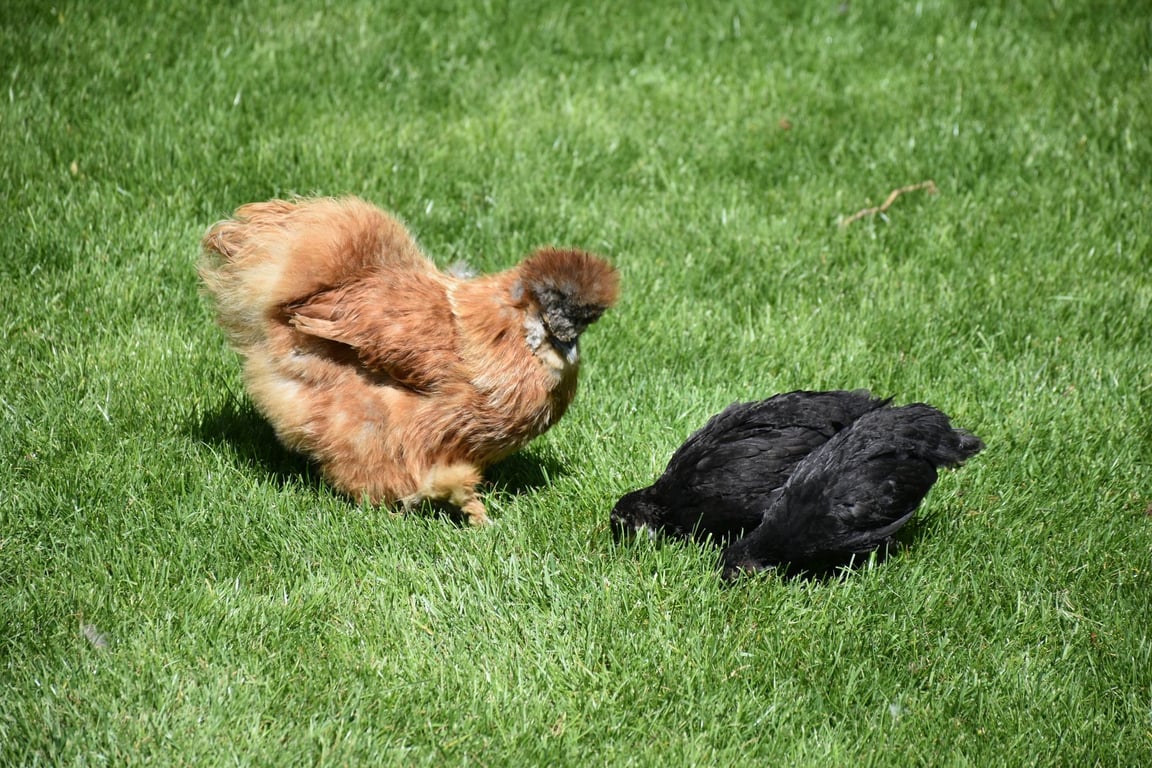 ไก่ซิลกี้ เทรนด์ใหม่สัตว์เลี้ยง ดังจนธุรกิจโตเต็มไปหมด