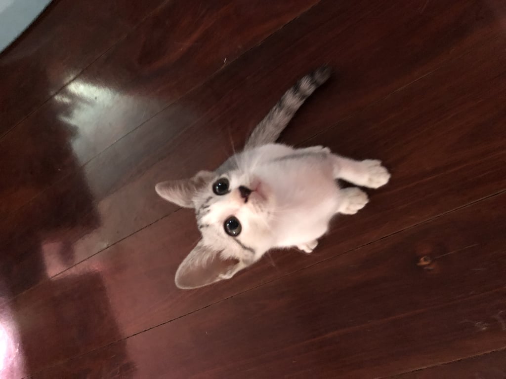 ตามหาเจ้าของแมว น้องติดกระโปรงรถมา น้องน่ารักนะคะ ขี้อ้อน