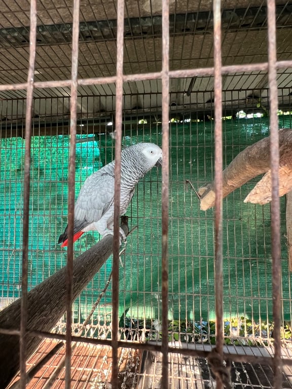 ยัก