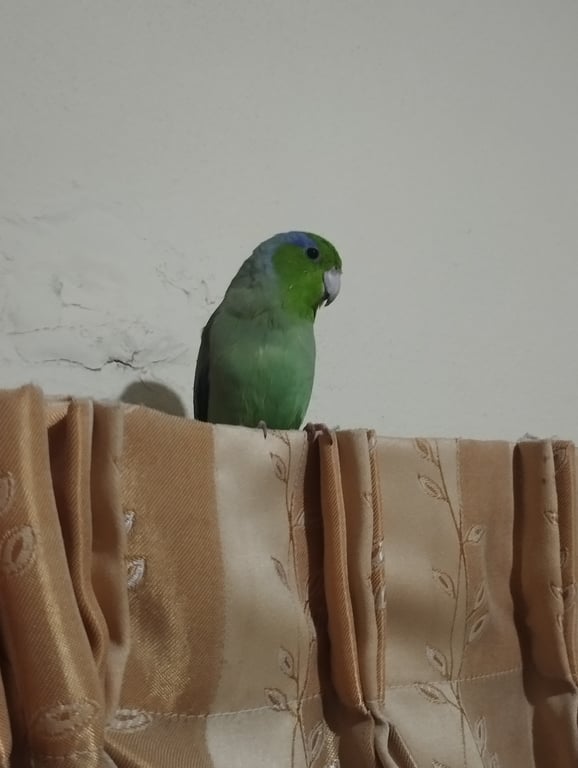 ตามหาเจ้าของนก 