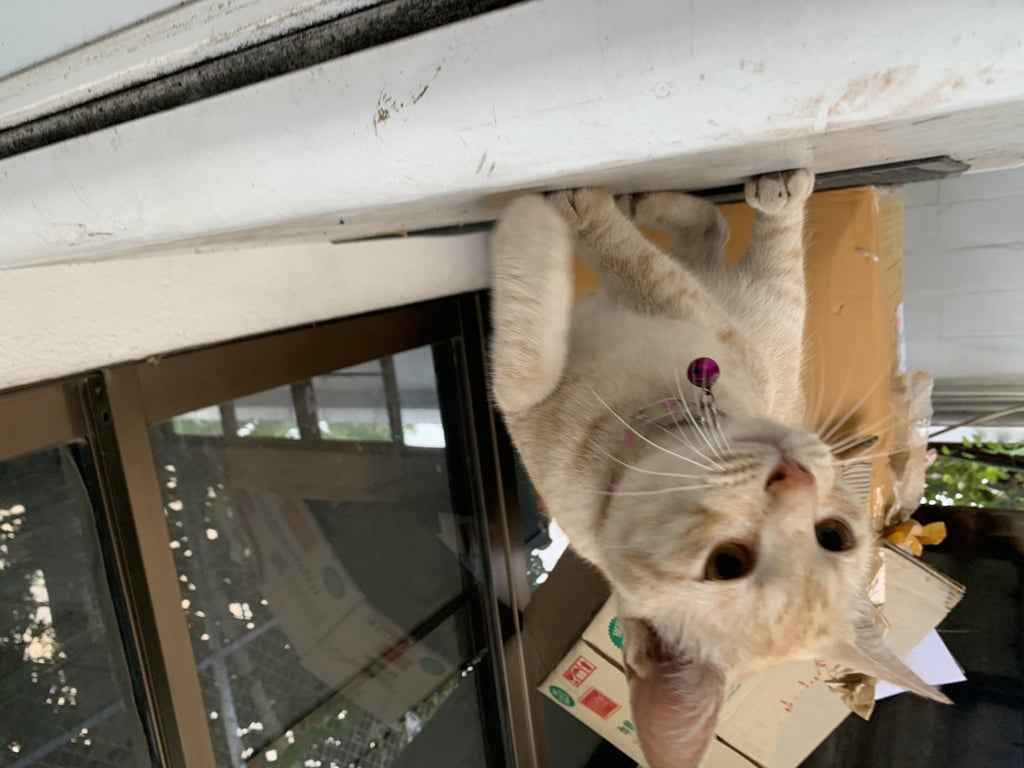 ตามหาเจ้าของแมว 