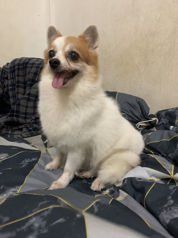 ตามหาเจ้าของหมา ฝากตามหาด้วยครับ 
น่าจะชิวาว่า เจอเเถวตากสิน17 เวลาตี2กว่าๆไม่ตื่นคนอุ้มได้ไม่เห่าเลยครับ น้องน้ำตาไหลน่าจะร้องไห้
เบอร์ติดต่อ0660282813 หรือทักข้อความมาได้เลยครับ #หมาหาย #ตามหาหมา