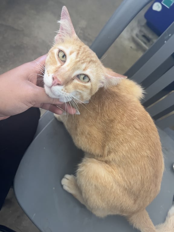 ตามหาเจ้าของแมว น้องอยู่แถวๆ ม่าหนิก เขื่อนบางเหนียวดำค่ะ เชื่อง ขี้อ้อน ร้องและเดินตามตลอดเลยค่ะ จ.ภูเก็ตนะคะ เผื่อเจ้าของตามหาอยู่ค่ะ เอ็นดูน้องจริงๆค่ะ น้องสีส้ม ผอม หางกวีกปลาย หน้ายาว