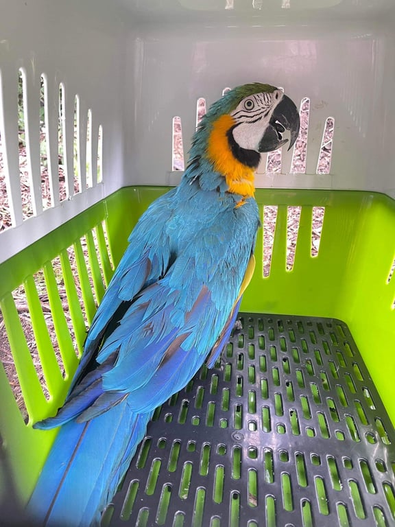 ตามหาเจ้าของนก 