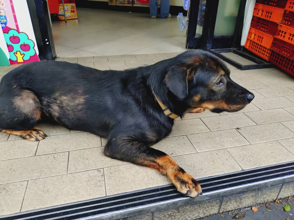 ตามหาเจ้าของหมา สีดำ ปลายขาสีน้ำตาล อายุมากแล้ว มีขนสีขาวบริเวณหน้า