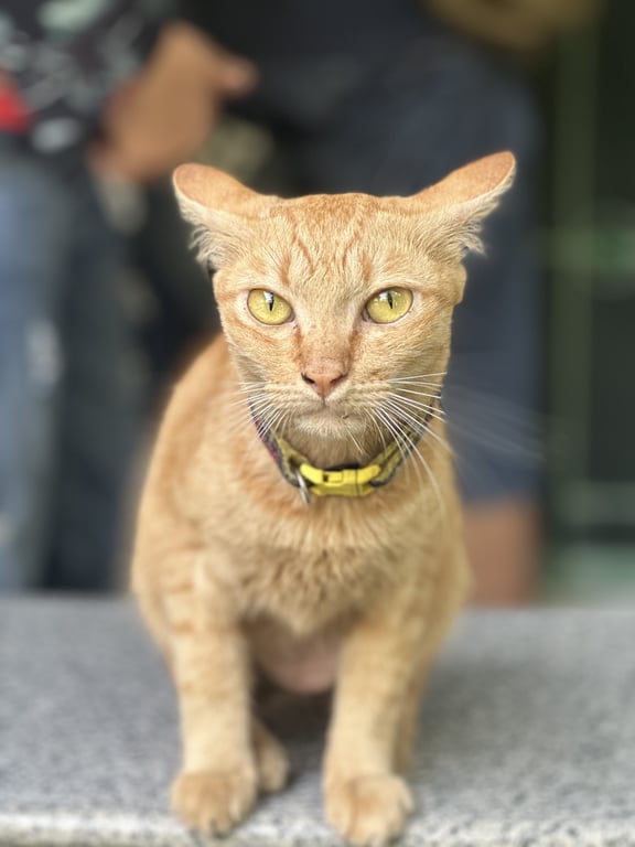 ตามหาเจ้าของแมว น้องเชื่อง ขี้อ้อน คุ้นชินกับคน