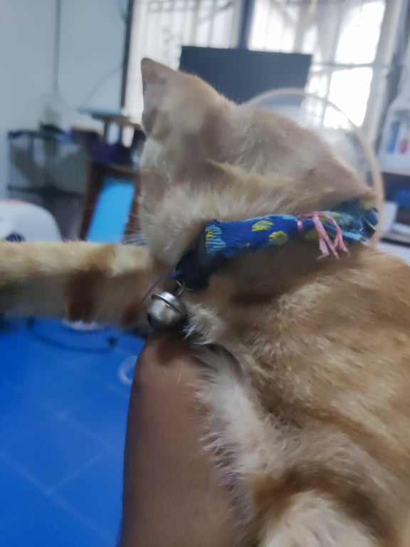 ตามหาเจ้าของแมว แมวใครหายมารับคืนได้ครับ เจอมุดออกมาจากใต้ท้องรถวิ่งอยุ่บนถนนหน้าโลตัสลำลูกกาคลอง2 สีส้ม ตัวผู้ หางกวัก มีปลอกคอครับ