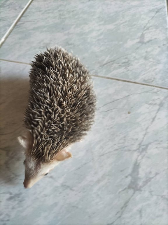 ตามหาเจ้าของเม่นแคระ 