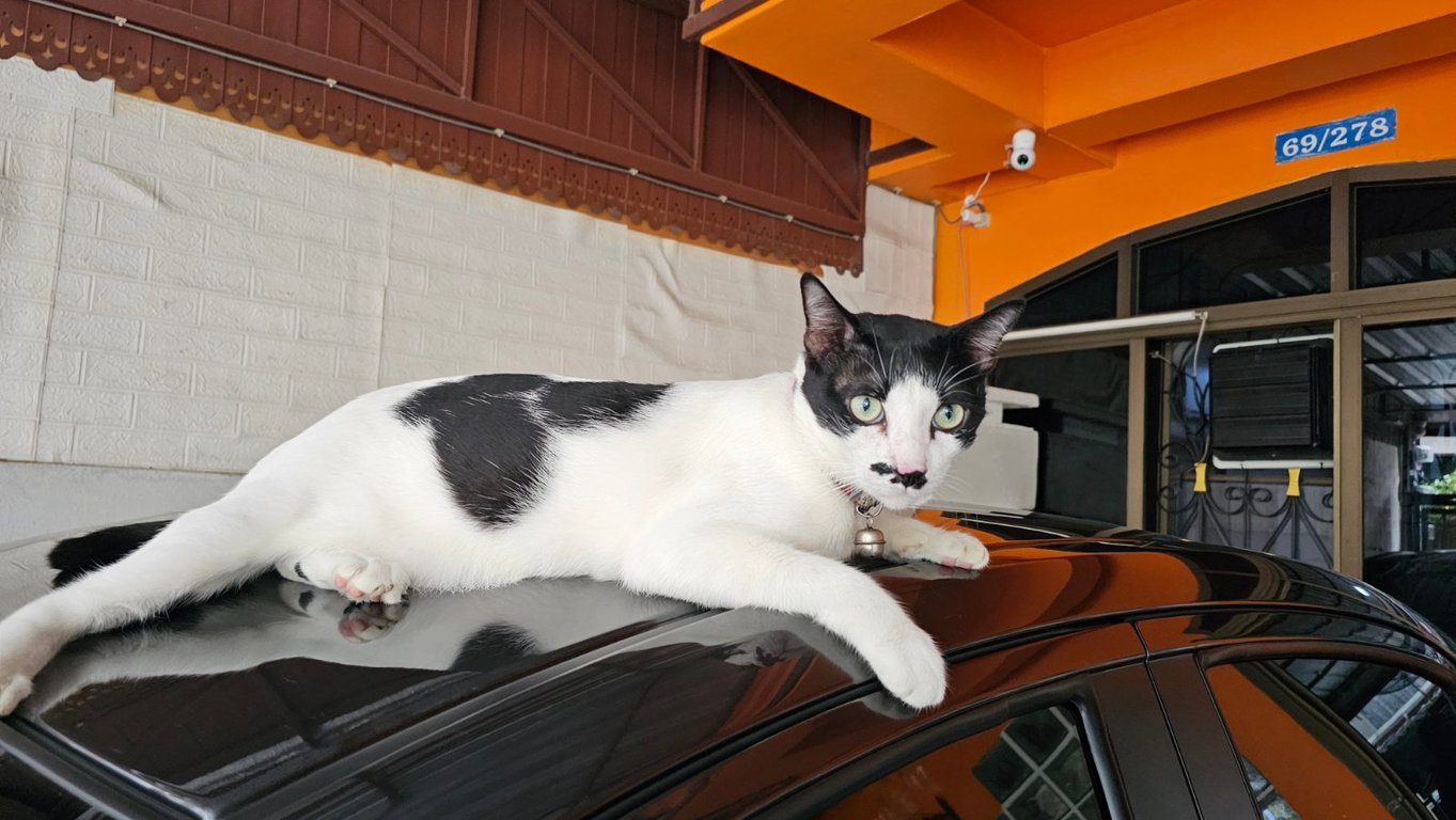 นำโชค