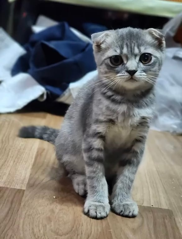 ไข่ตุ๋น