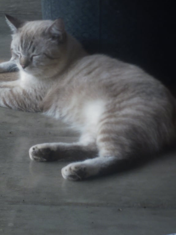 ไข่ตุ๋น