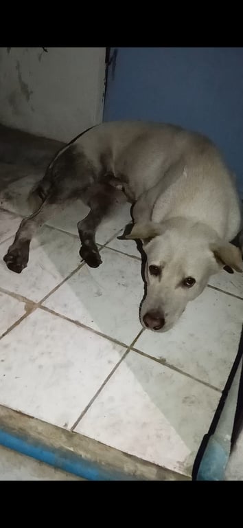 ตามหาเจ้าของหมา น้องหมาวิ่งเตลิดหนีพลุมาแถวโรงพักปากเกร็ดค่ะ ตัวอ้วนใหญ่ตัวผู้ค่ะ น้องคิดถึงเจ้าของอยากให้เจ้าของมารับน้องกลับค่ะ