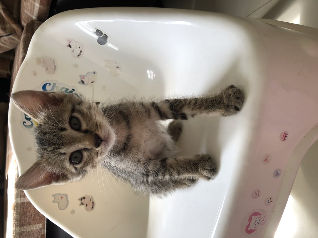 ตามหาเจ้าของแมว 