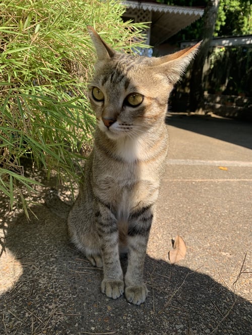ปลาทู