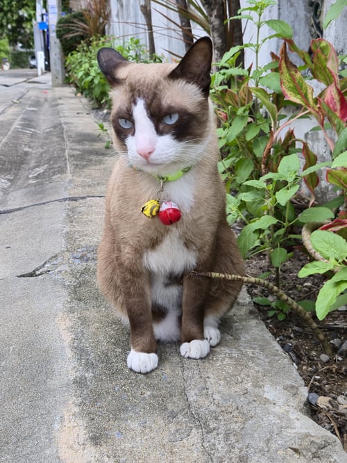 โคล่า