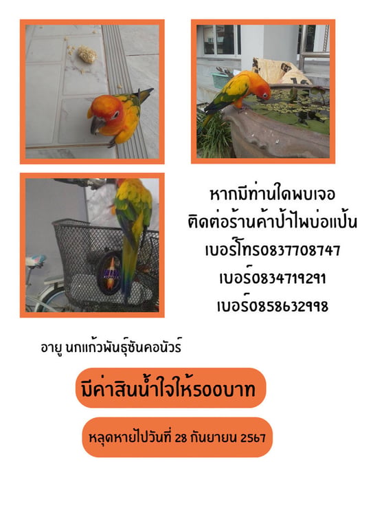 อายู