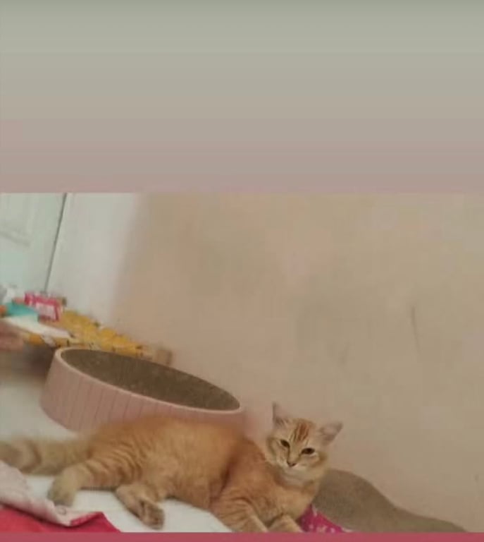 ทอง