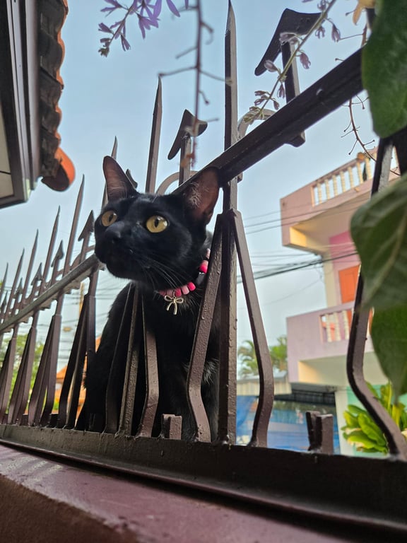 ลูน่า