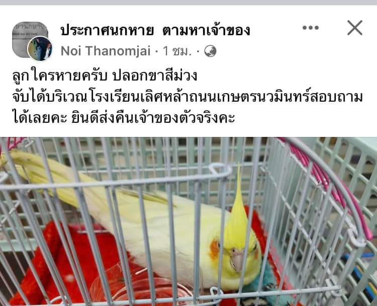 ตามหาเจ้าของนก น้องตัวเหลือง แก้มส้ม ปีกขาวนวลมีเหลืองแซมนิดๆ