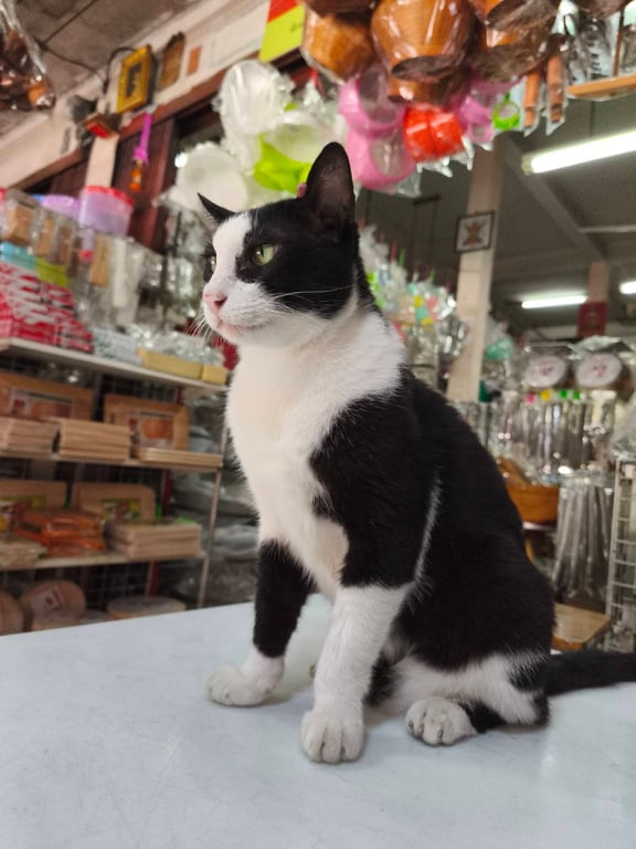 เหมียว