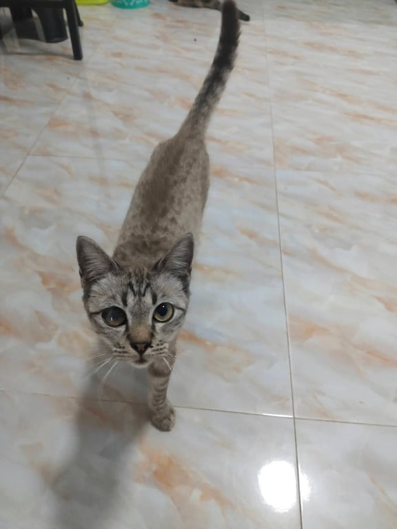 ชาโค