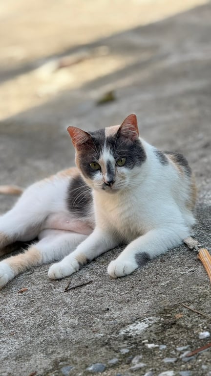 สามสี